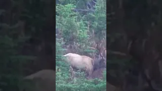 Here He Comes He’s Huge ! #hunting #deer #bowhunt #blacktaildeer #bowhunting #wildlife #bowhunt