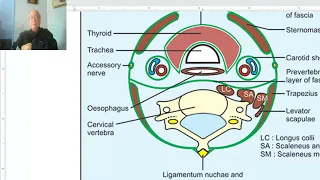 Anatomy of head and neck module in Arabic 60 (Thyroid gland , part 1) , Dr. Wahdan