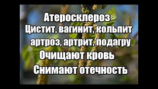 ЧТО ЛЕЧАТ БЕРЁЗОВЫЕ ПОЧКИ  Рецепт настойки