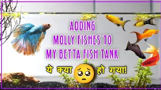 can betta fish live with Mollies | Betta fish tank mates | best tank mates for betta