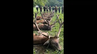 Our hunter's testimony on a Red stag / Mouflon Combination hunt in Hungary