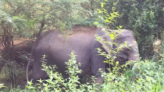 Elephant Park | Wasgamuwa Sri Lanka