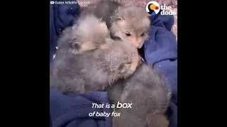 Cutest Baby Foxes Ever Reunite With Mom