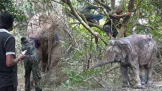 Heroes to save the elephant shot in wild