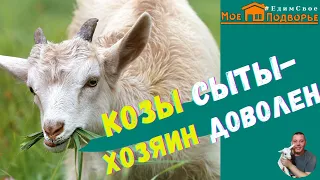 Как я кормлю коз летом?! "Мое Подворье"