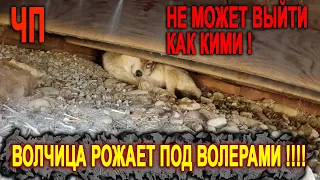 Волчица Луна на Новый Год устроила сюрприз !!! Залезла под вольеры и не может выйти !! Что делать...