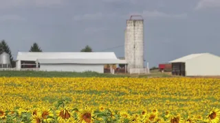 One million sunflowers at Thorn Farm in Clyde — July 17, 2020