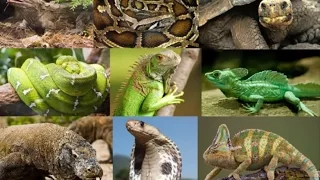 15 Amazing Facts About Reptiles
