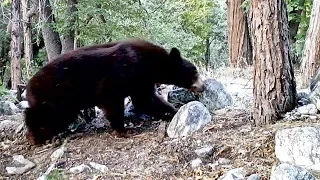 Bear gets stung by Yellowjackets then he eats them