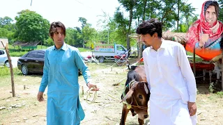 Bakra Eid 2023 | Buner Vines