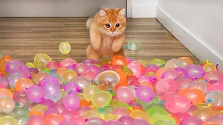 Can Kittens Walk On Water Balloons?