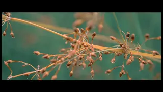 Nature | Cinematic short film | Nikon D3200