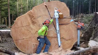 Dangerous Huge Tree Felling Cutting Down Skill, Fastest Chainsaw Cutting Tree Heavy Machines