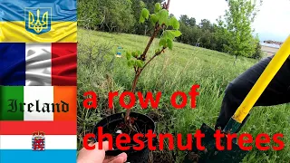 An Irishwoman a Frenchman and a Ukrainian we are planting a row of chestnut trees in France together