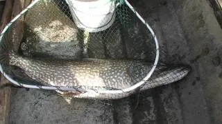 Fishing - 26lb Pike caught on Lough Derg Part 2