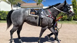 Caballo Que Alcanza Gana | La Mariposa Vs El Faraón, Carril 2000 Durango Mex.