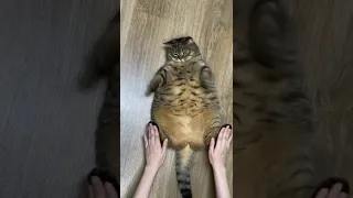 Самый толстый кот в мире🤣😂😂