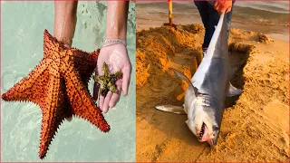 Catching Seafood 🦀🐙 ASMR Relaxing (Catch Shark , Catch Fish ,Deep Sea Monster ) - Tik Tok #147