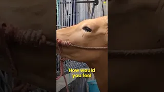 Animals cry & ask for help