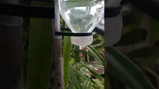 Plants Self Watering System...Just Do It Yourself