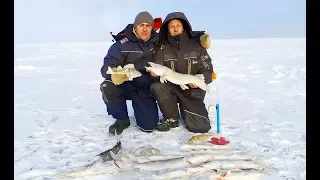 ПАПА С СЫНОМ НА РЫБАЛКЕ! ЩУКА СОШЛА С УМА И ЕСТ ВСЕ ПОДРЯД! ЛОВЛЯ НА ЖЕРЛИЦЫ 2020.