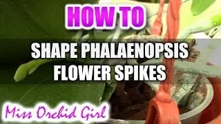 How to shape a Phalaenopsis Orchid flower spike?