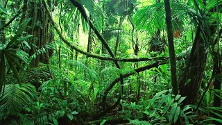 Jungle sounds (45 Min)