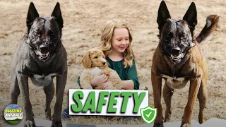 Top 10 Best Protection Dog Breeds To Protect Your House And Family