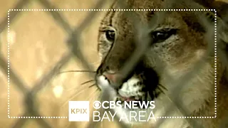 1 brother killed, a second injured in deadly El Dorado County mountain lion attack