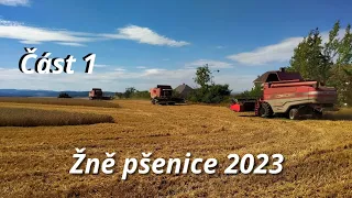 Žně pšenice 2023🌾💪🏻🔥 Část 1.           3xMassey Ferguson CENTORA