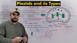 Chloroplast, Chromoplast and Leucoplast (Plastids and its types) Detailed Series