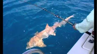 Chuck's Nurse Shark Marco Island 2012