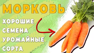 Шикарная морковь. Сорта, которые дают хороший урожай.