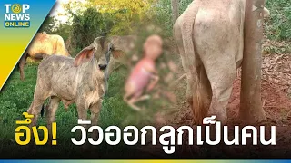 เมืองคอนแตกตื่น “แม่วัว” ออกลูกเป็นคน สัตวแพทย์ตะลึงเกิดมาไม่เคยเห็น | TOPUPDATE