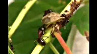 formigas documentario completo