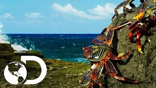 Cangrejos arriesgan su vida para desayunar | Planeta Azul II | Discovery Latinoamérica