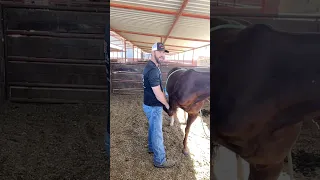 #Equine #shoulder #stretch for tight pecs. One of the many stretches I teach. #chiropractic #shorts