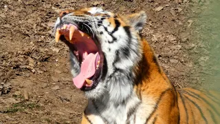 Târgu Mureș - Zoo - Marosvásárhely (mar. 2022) Tigru ► 43:47