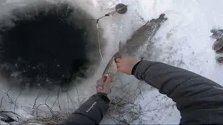 (28)Рыбалка на Енисее в Туруханске продолжается.