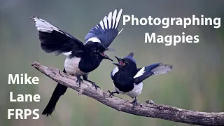 Photographing a Magpie wake.