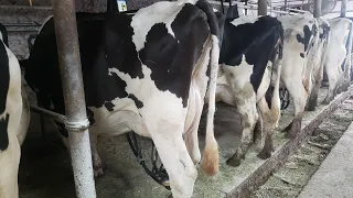 Milking Cows on a Small Dairy Farm