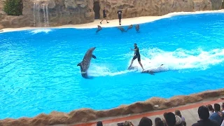 Loro Parque Dolphin Show  -The best  5 minutes | 4K