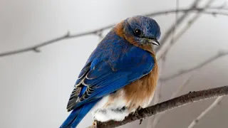 Most Beautiful Birds in the World | Breathtaking Beauty of Earth's Most Exquisite Birds |