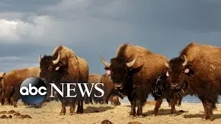 Bison Declared National Mammal of the US