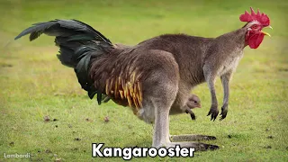 15 Rooster Crowing Sound Variations in 33 Seconds #meme