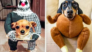 Funniest 😸 Cats And 🐶 Dogs In Hilarious Costumes | Funny Pets