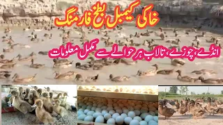 Khaki Campbell Duck Farm | Gondal Duck Farm In Pakistan |