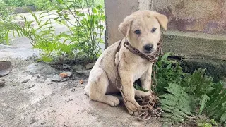 Rescue the poor little Dog left on the empty street and chained with a long cloth 😯