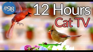 Uninterrupted😻12 Hours of Birds 🐦 Cat TV Flowers and Bird Songs