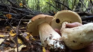 ГриБи в молодій березині: Білі Гриби та Повно інших Грибів..mushrooms